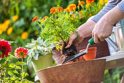 General Gardening