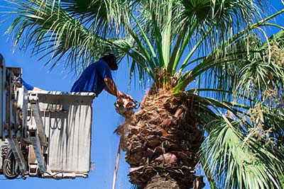 Palms Clean Up