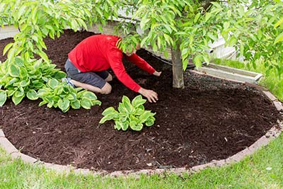 Plant Removal or Transplant